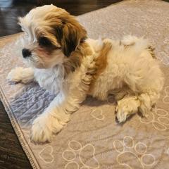 Biscuit - Black gold and white female Shorkie puppy in Chattanooga, Tennessee from Passion Pups TN