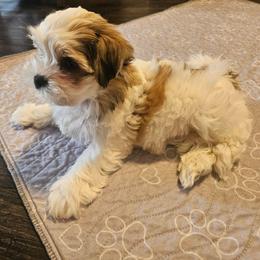 Biscuit - Black gold and white female Shorkie puppy in Chattanooga, Tennessee from Passion Pups TN