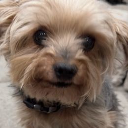 Goldendoodles and Yorkshire Terriers from Tails and Trails Doodles