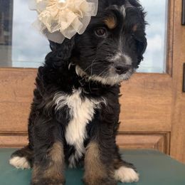 Aussiedoodle and Goldendoodle Puppies from Hickory Lane Doodles