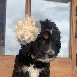 Aussiedoodle and Goldendoodle Puppies from Hickory Lane Doodles