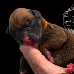 Orange collar - Fawn female Boxer puppy in Cochran, Georgia from Sweet Georgia Boston’s