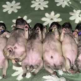Pug Puppies from Purebred Pugs of Puget Sound