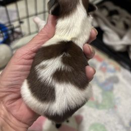 Girl 2 - Gold and white female Shih Tzu puppy in Manlius, New York from Dorothy Agrippino's Shih Tzus