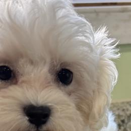 Maltese and Shih Tzus from Bayview Pups