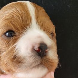 Cavapoos and Cockapoos from Happy Doodles- Cockapoo and Cavapoo puppies