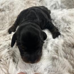 Callie (Grey Anatomy litter) - Black and tan female Dachshund puppy in Proctor, Montana from Blue Star Dachshunds