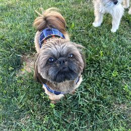 Ozzy - Shih Tzu