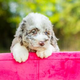 Aussiedoodle, Bordoodle, Goldendoodle, and Sheepadoodle Puppies from Crooked Creek Doodles and Poodles