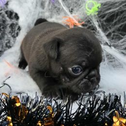 Black Girl (Pink Toe) - Silver female Pug puppy in Tulsa, Oklahoma from Locust Creek Pugs