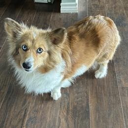 American Corgi puppies from Piney Woods Corgis