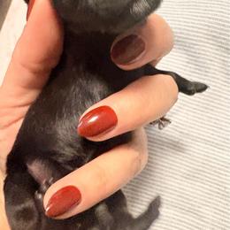 Black girl 1 - Black female Dachshund puppy in Newark, Delaware from Rich Point