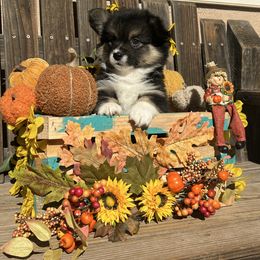 Jack - Black and tan male American Corgi puppy in Los Lunas, New Mexico from Blue Diamond Welsh corgis