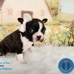 Boston Terrier Puppies from Our Gang Bostons