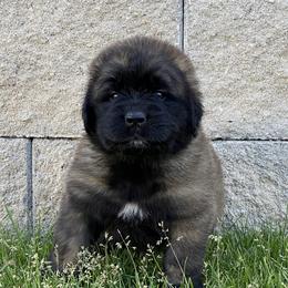 Kiara - Sandy female Leonberger puppy in Saratoga Springs, Utah from Echo River