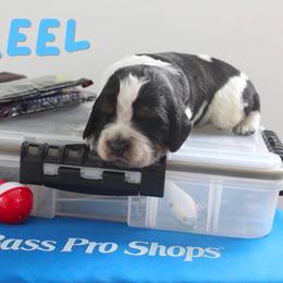 Reel - Black white and tan male English Springer Spaniel puppy in Barnstead, New Hampshire from C & S Farms