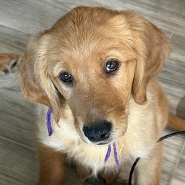Golden Retriever Puppies from Family Loved Golden Retrievers