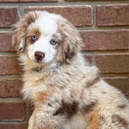 Callie - Red merle female Miniature American Shepherd puppy in Tupalo, Mississippi from Butterfield Trail Farm