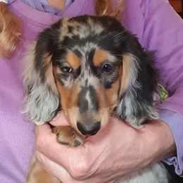 SAPPHIRE - Dachshund