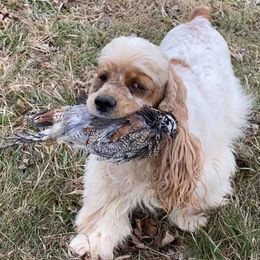 Cocker Spaniels from WilDen (breeding with Whirlwyn)