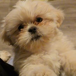 Gigi - Shih Tzu