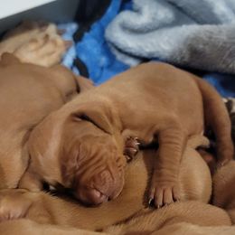Girl 1 - Golden rust female Vizsla puppy in Springfield, Ohio from Amy's Vizslas