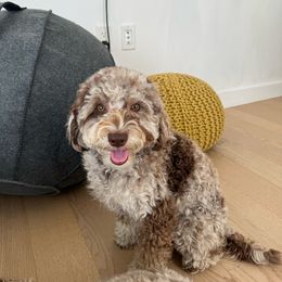 Mimi - Goldendoodle