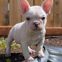 Polar - White male French Bulldog puppy in Battle Ground, Washington from Ferguson's Bulldogs
