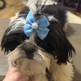 Haskell - Black and white male Shih Tzu puppy in Corpus Christi, Texas from Pam Crump Shih Tzu