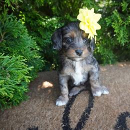 Izzy - Merle female Cockapoo puppy in Shipshewana, Indiana from Home Raised Cockapoos
