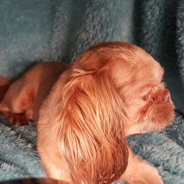 Red - Shih Tzu