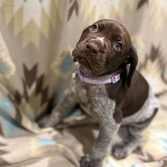 Remi - Liver roan female German Shorthaired Pointer puppy in Banning, California from Lisa’s GSP’s