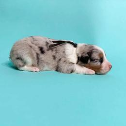 Slate - Blue merle male Australian Shepherd puppy in Placerville, California from BFF Aussies