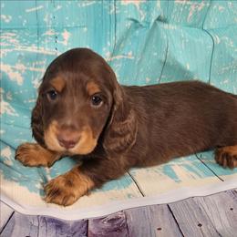 Hatch (orange collar) - Chocolate and tan male Dachshund puppy in Anaconda, Montana from Williams Family Dachshunds