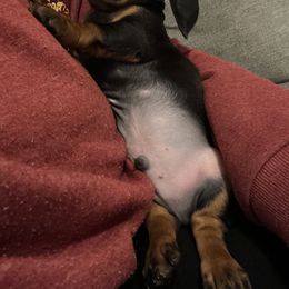 Dachshund Puppies from Phillian Family Mini Dachshunds