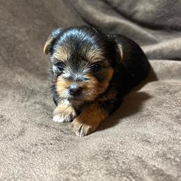 Twixy - Black and gold female Yorkshire Terrier puppy in Florence, Alabama from Yorkies of Forest Creek