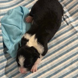 Captain crunch - Black and white male Border Collie puppy in Mckinney, Texas from Border Collies of Ruidoso