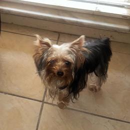Little G - Blue and gold female Yorkshire Terrier puppy in Orlando, Florida from Teacup Yorkie Love