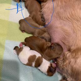 Boy 1 - Red male Shih Tzu puppy in Springfield, Missouri from Lopez Family Tails
