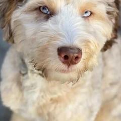 Aussiedoodle All Grown Up from Mills River Doodles