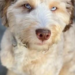 Aussiedoodle All Grown Up from Mills River Doodles