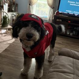 Bernedoodles from Beckley's Bernedoodles-Muddy Paws Doodle Farm NC