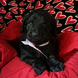 Girl 2 - Black Goldendoodle puppy in Gig Harbor, Washington from Sandy’s Goldendoodles