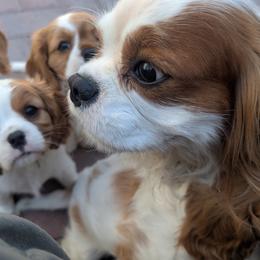 Cavalier King Charles Spaniel, Cavapoo, Companion Cross, and Pomeranian Puppies from MirVit Happy Tails Puppies