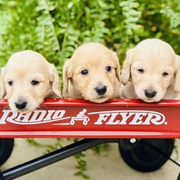 Dachshund puppies from Lala’s Pups