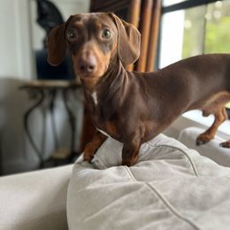 Dachshund Puppies from SouthernMama Doxies