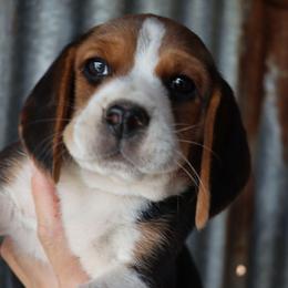 Buddy - Black tan and white male Beagle puppy in Susanville, California from Homegrown Beagles