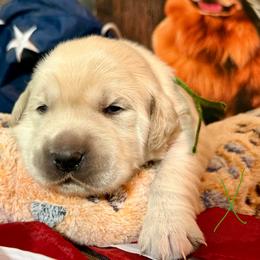 Franklin (green collar) - Light golden male Golden Retriever puppy in Gainesville, Florida from Heart and Soul Dog Breeding, Inc.