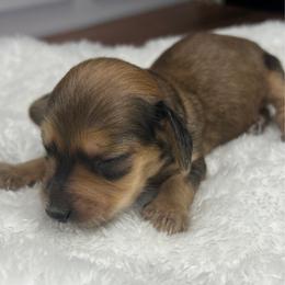 Purple - Wild boar female Dachshund puppy in Miami, Florida from Maitime Dachshund