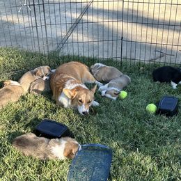 Pembroke Welsh Corgi Puppies from Jennifer Jimerson